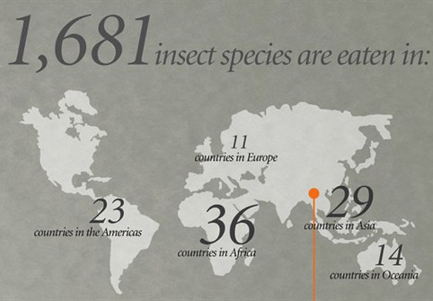 Hvem Spiser Insekter